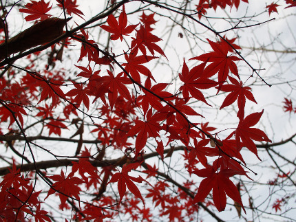 Close-up of red autumn leaves of the Japanses maple