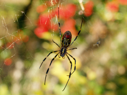 Female Nephila clavata, seen from below